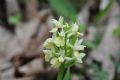 Dactylorhiza insularis